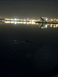 ماجرای مشاهده تمساح در دریاچه چیتگر چیست؟ +عکس