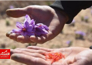 راه برای قاچاق زعفران باز است