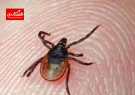 افزایش مبتلایان به تب کریمه کنگو در ایران