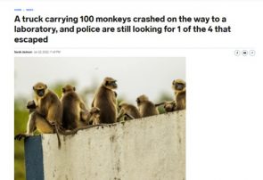 علت شیوع آبله میمون