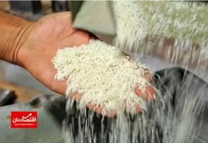 برنج ایرانی ارزان چه زمانی به دست مردم می رسد؟