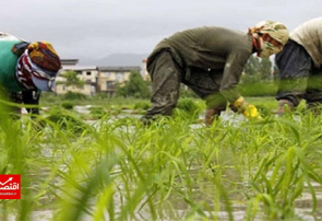 انبار‌های کشاورزان مملو از برنج تولید شده است