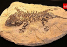 فسیل‌هایی با قدمت ۹ میلیون سال در سایت مراغه