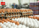 بازار تخم مرغ از دست دولت خارج شد
