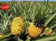 رقابت بومی ها و فرنگی ها برای قبضه بازار آناناس