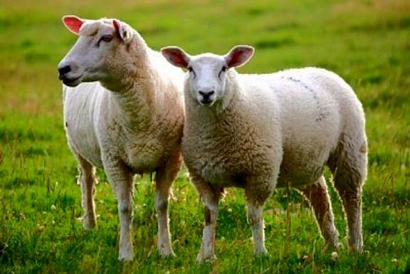 پرورش گوسفند از طریق اپلیکیشن