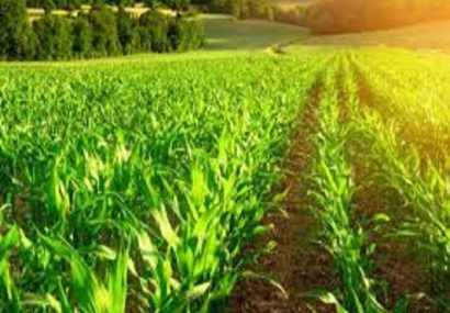 اصلاحات کشاورزی؛ از چه مسیری؟