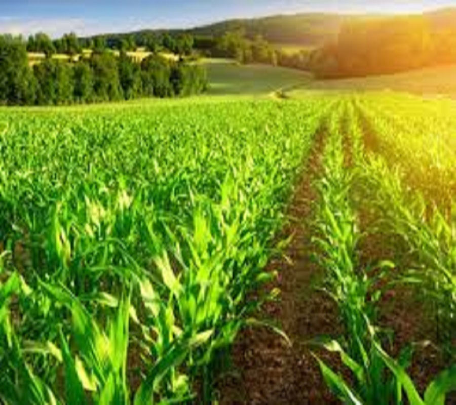 اصلاحات کشاورزی؛ از چه مسیری؟