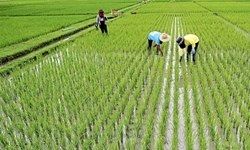 کاهش واردات برنج با برداشت محدودیت کشت در استان های غیر شمالی