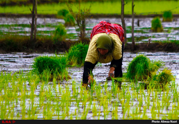 اصلاح مصوبه مربوط به ممنوعیت کشت برنج خارج از استان های گیلان و مازندران
