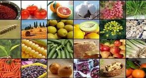 پیش‌بینی صادرات ۴۲۰ میلیون دلاری محصولات کشاورزی آذربایجان‌شرقی