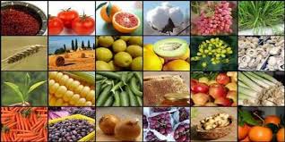 پیش‌بینی صادرات ۴۲۰ میلیون دلاری محصولات کشاورزی آذربایجان‌شرقی