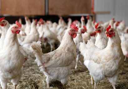 نژاد پُرخور مرغ، جایگزین مرغهای تحریم شده