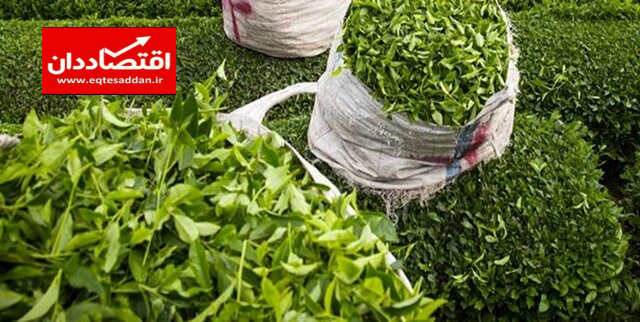 اعلام قیمت خرید تضمینی برگ سبز چای برای سال ۱۴۰۰