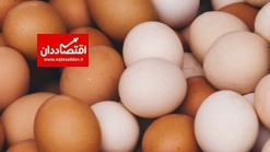 هشدار تولیدکنندگان به افزایش قیمت تخم مرغ