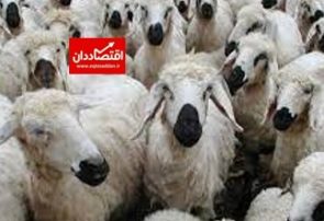 افزایش ۸۸ درصدی کشتار گوسفند و بره
