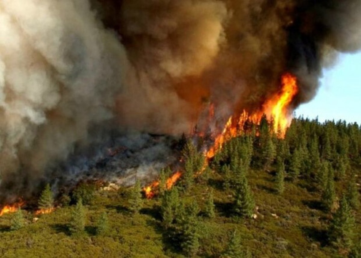 آتش سوزی و جنگل های بی دفاع