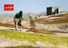 مصائب تولید کشمش در قزوین