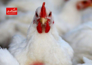 اعتراض مرغ‌ها به گران‌فروشی