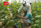 کشاورزی حفاظت شده؛ آینده صنعت کشاورزی امارات