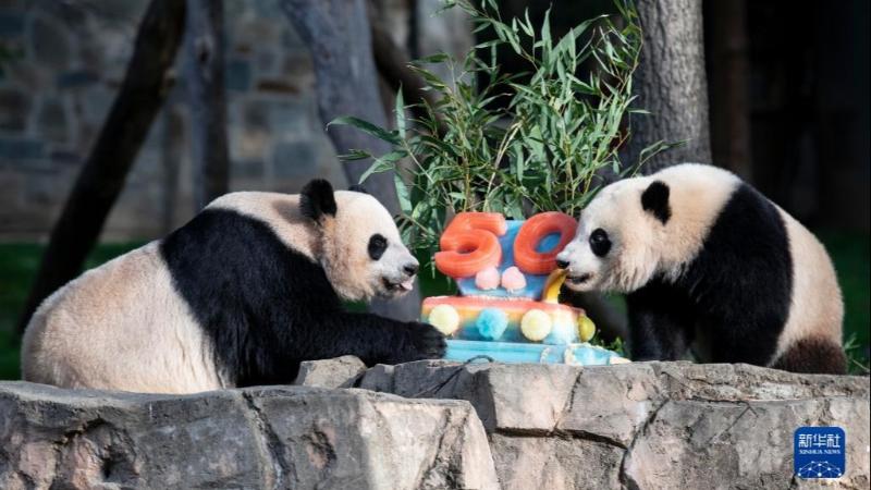 جشن پنجاهمین سالگرد ورود پانداهای چین به آمریکا در باغ وحش واشنگتن