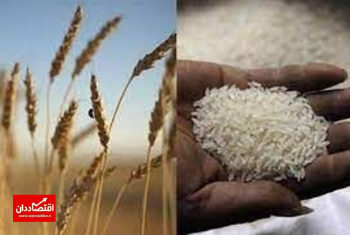 نگرانی از افزایش قیمت برنج و گندم به دلیل جنگ اوکراین