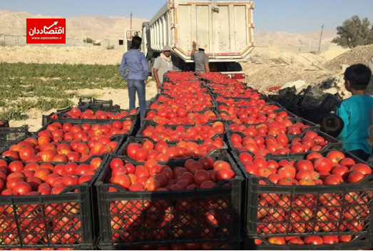 ماجرای هدیه گوجه فرنگی‌های ایرانی به عراق