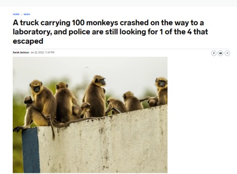 علت شیوع آبله میمون