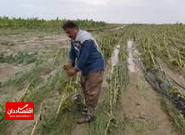 خسارت ۶ هزار میلیاردتومانی سیل به کشاورزان