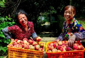 یاری شبکه لجستیکی قدرتمند چین به توسعه بازار محصولات کشاورزی