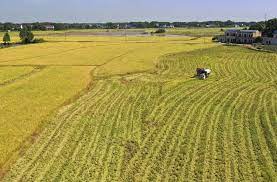 رویکردهای نوآورانه چین به رشد عملکرد برنج کمک می‌کند