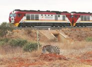 کمک چین به ساخت خط آهن کنیا؛ شکوفایی در شرق آفریقا رقم می‌خورد