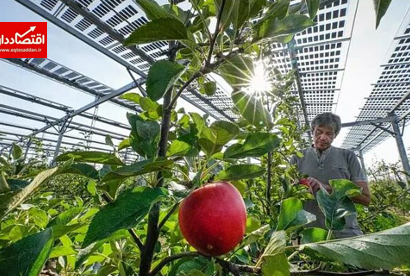 ورود تاسیسات خورشیدی به باغات سیب