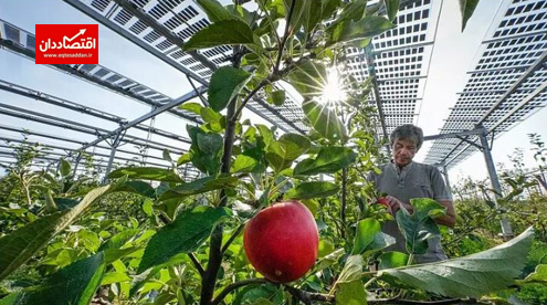 ورود تاسیسات خورشیدی به باغات سیب
