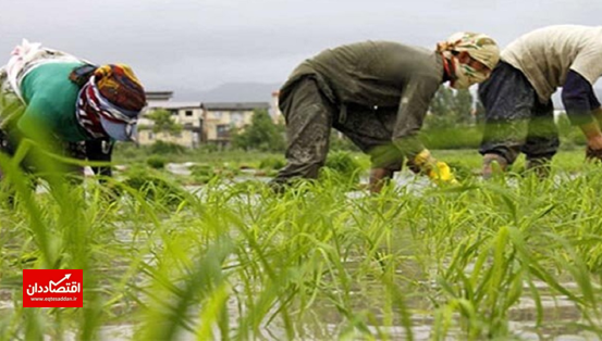 انبار‌های کشاورزان مملو از برنج تولید شده است