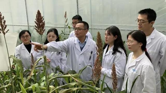 موفقیت دانشمندان چینی در یافتن راهی برای رشد غلات در خاک‌های نمکی و قلیایی