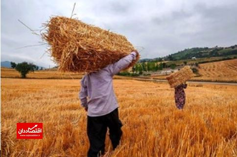 کشاورزان گندم خود را به دولت تحویل نمی‌دهند