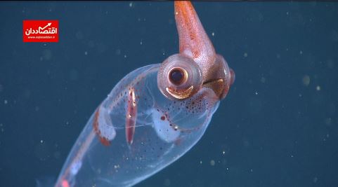 کشف یک ماهی مرکب عجیب در اعماق آب‌ها
