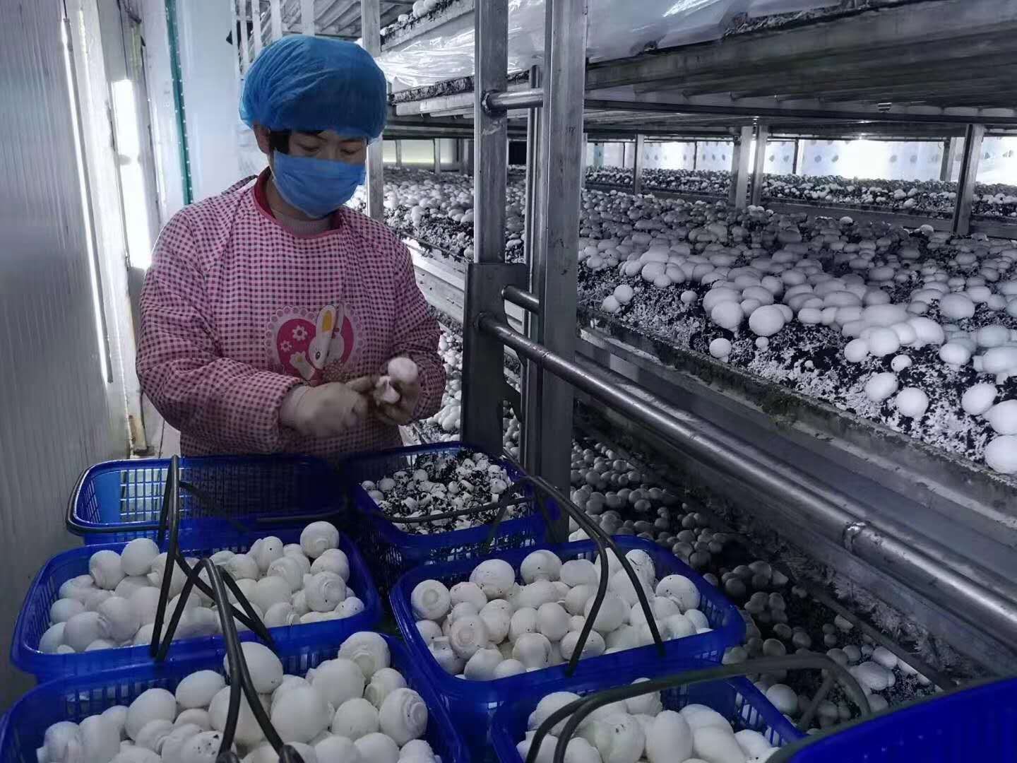 صنعت پررونق قارچ «شیتاکه» تقویت‌کننده احیای روستایی در استان «هه‌نان»