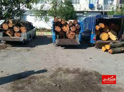 تولید چوب زیر تیغ دولت