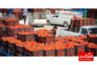 عوارض صادراتی گوجه فرنگی کاهش یافت