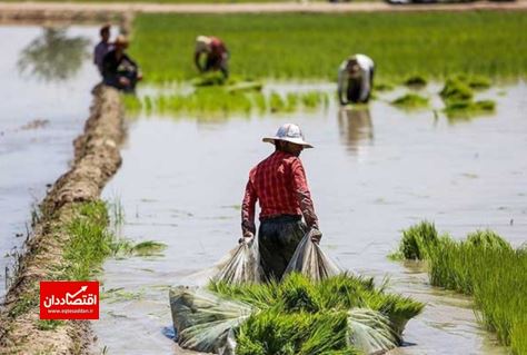 واردات برنج در کشور بدون توجه به نیاز واقعی کشور