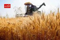 ایران به مرز خودکفایی گندم می‌رسد